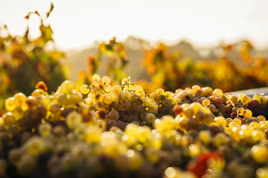 Private Prague Wine Tour 4