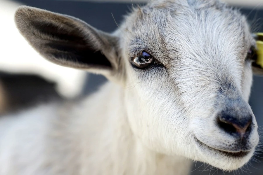 A Day as a Farmer – Private Farm Experience from Prague 1