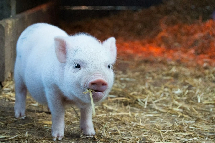 A Day as a Farmer – Private Farm Experience from Prague 3